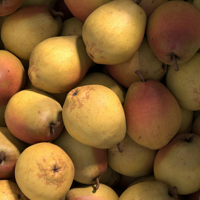 Pyrus Communis
